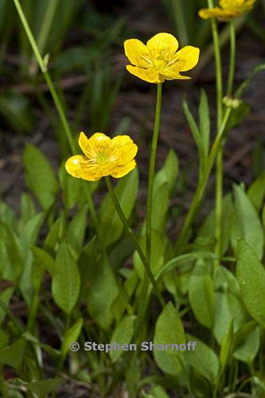 ranunculus alismifolius var alismellis 3 graphic